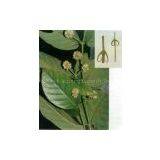 Devils Claw Extract(rossonl@huacheng-biotech.com)