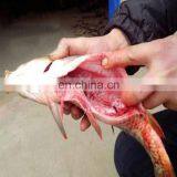 Electric Fresh Fish Scaling Machine Fish Gutting Peeling Machine From China Factory thumbnail-5