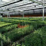 Commercial Agricultural Glass Greenhouse for Flower and Vegetables Glass Greenhouse thumbnail-3