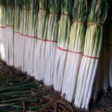 Wholesale of origin of Zhangqiu green onion seeds