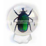 6.0 cm Real Resin Acrylic Marble Ball With Bugs thumbnail-6
