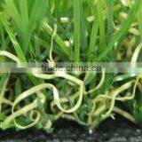Artificial Grass(SPL-LCQDS-35) thumbnail-1