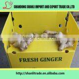 Fresh Yellow Ginger in 2016 thumbnail-3