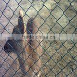 Best Price Used Corral Panels /PVC Coated Steel Wire /protecting Mesh Made by China Manufacturer