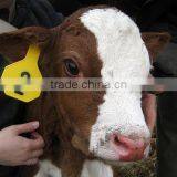 Calf Baby