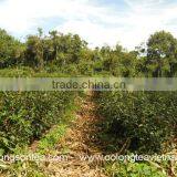 Black Tea Gift Box 400gr thumbnail-6