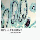 Direct Factory Individual Fruit Preparaed Microscope Slides