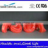 Dental Functional Edentulous Jaws Model DEA-30 thumbnail-2