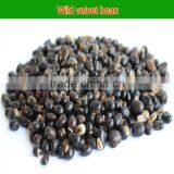 L-dopa 98% From Thailand Mucuna Pruriens Seeds thumbnail-3