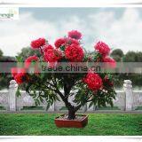 2016 Wholesale Outdoor Artificial Trees With Lights/led Trees thumbnail-2
