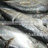 Frozen Bonito Tuna Whole Round thumbnail-1