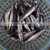 Fresh Hot Sale Frozen Mackerel Fish For Canned thumbnail-2