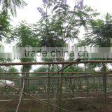 Jacaranda Acutifolia for Tropical Area thumbnail-2