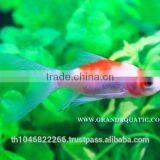 Comet Fish Farm For Sale and Export thumbnail-5
