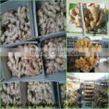 (HOT) Colourful Pepper:Exported to Britain, the Middle East, Southeast Asia thumbnail-6