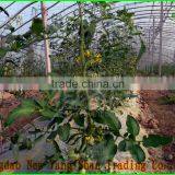 (HOT) Fresh Tomatoes Exported Europe and the United States/red Tomatoes thumbnail-3