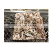 Frozen US America Boston Illex Squid for Export