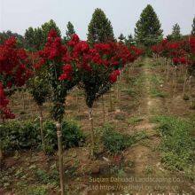 Price of Lagerstroemia Indica Seedlings, Price of Crape Myrtle Seedlings thumbnail-1