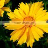 Coreopsis Verticillata Linn. Flower Seeds,herb Seeds,vegetalbe Seed,fruit Seed,grass Seed thumbnail-4