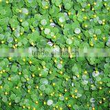 Anxin Fence 2013 Low Price Supply All Kinds of Garden Fence Gardening thumbnail-1