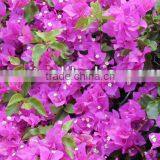 Bougainvillea Plants thumbnail-1