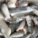 HGT Horse Mackerel Fish