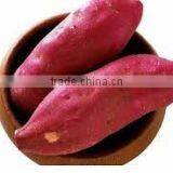 FRESH SWEET POTATO CHEAP PRICE