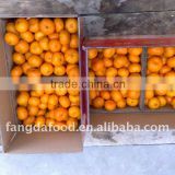 Supply Chinese fresh baby mandarin orange price