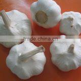 Low Price Chinese China White Garlic