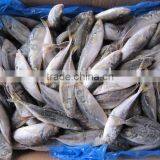 Frozen Horse Mackerel(8-9pcs) thumbnail-1