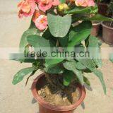 Enphorbia Millis Shrub Trees thumbnail-6