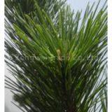Pine Needle Extract Plant Extract Factory thumbnail-1