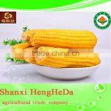China Supplier as Gift for Child Yellow Waxy Corn thumbnail-5