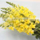 Exquisite crazy selling flower head with antirrhinum