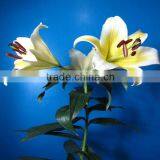 Fresh Cut Flowers Lily Flower thumbnail-4