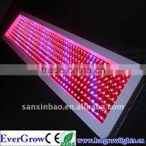 Full Spectrum Switches 400W Led Grow Light for Cloning, Vegetable and Flower Cycle thumbnail-1