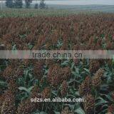 Sorghum Price Can be Very Competitive thumbnail-3