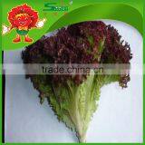 Free of Contamination Hotbed Red Leaf Lettuce thumbnail-4