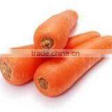 Fresh Carrot 2016 Crop thumbnail-2