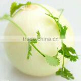 Red Onion thumbnail-5