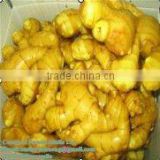 2012 farm fresh fat ginger(SHANDONG)