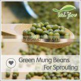 Export Various Green Mung Beans Specification ,grade a Green Mung Bean Sprout thumbnail-4