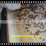 Pet Food Dried Locusts thumbnail-3