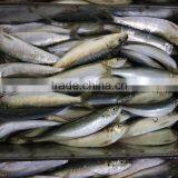 Canned Sardine Fish Frozen Sardine for Canning China Made Fresh Fish thumbnail-1
