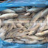 Wholesale Good Price Quality Well Caught Purse Seine Horse Mackerel thumbnail-2