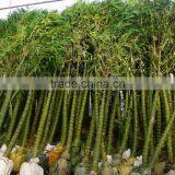 Bambusa Ventricosa ( Chinese Bamboo ) thumbnail-3