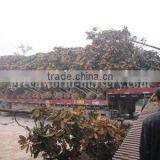 Magnolia Grandiflora for Export thumbnail-1