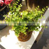 China Best Sell Wholesale Artificial Plant for Indoor Decoration thumbnail-1