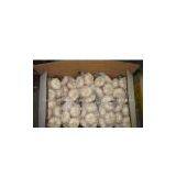 Pure White Garlic thumbnail-1