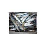 Frozen Pacific Mackerel for Sale